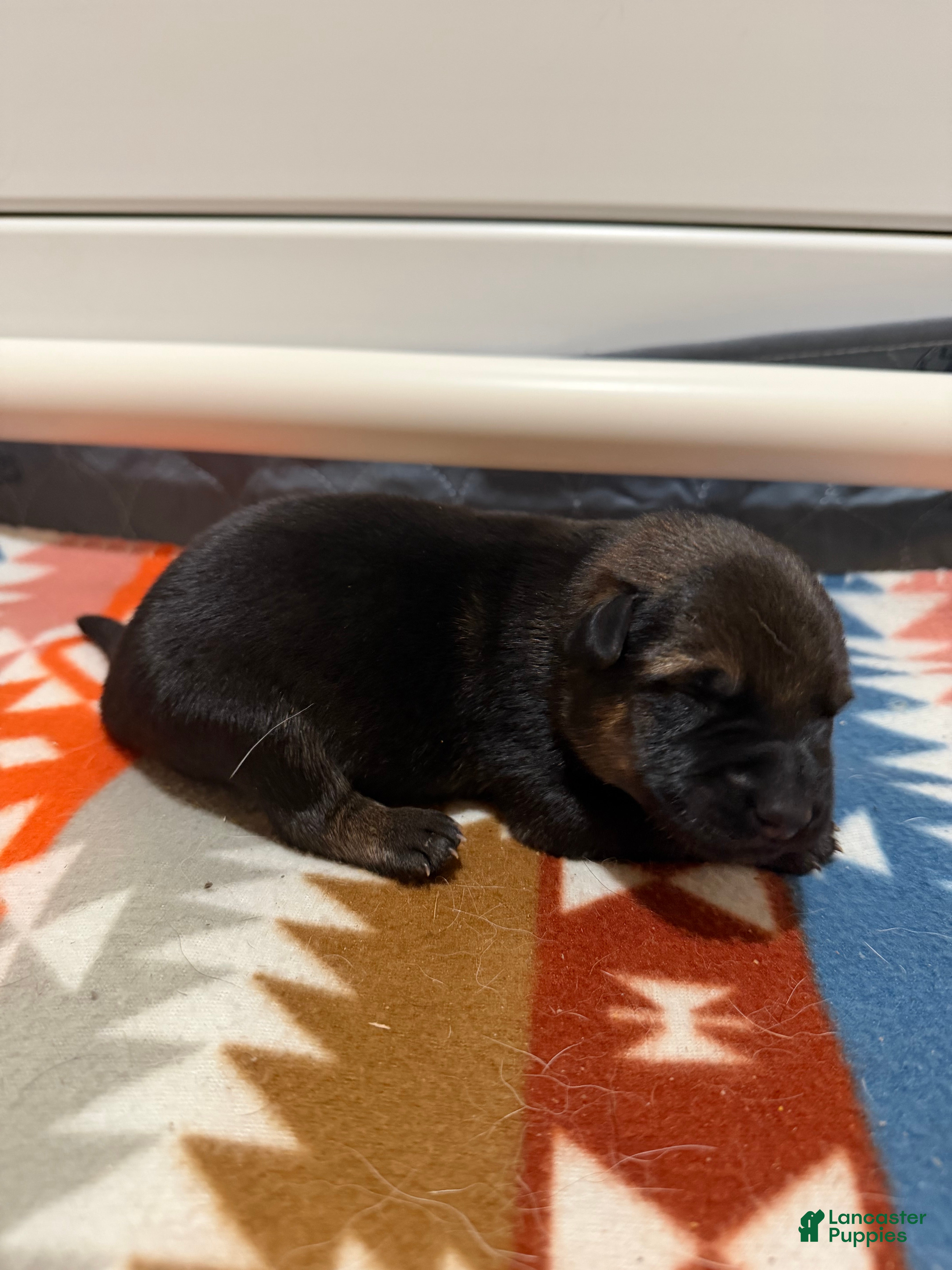 German Shepherd dogs King  - Ad 7