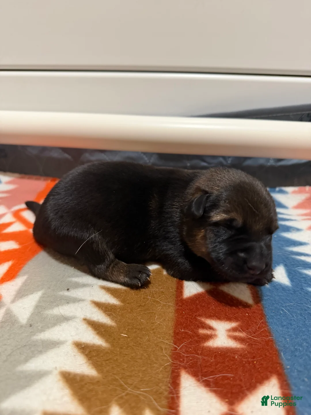 German Shepherd dogs for sale: King  - Ad 1