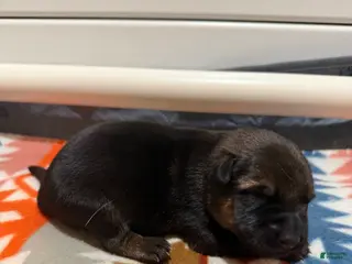 German Shepherd dogs King - Ad 7