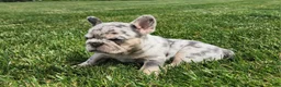 French Bulldog dogs for sale: Jamie  - Ad 1