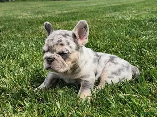 French Bulldog dogs Jamie - Ad 32