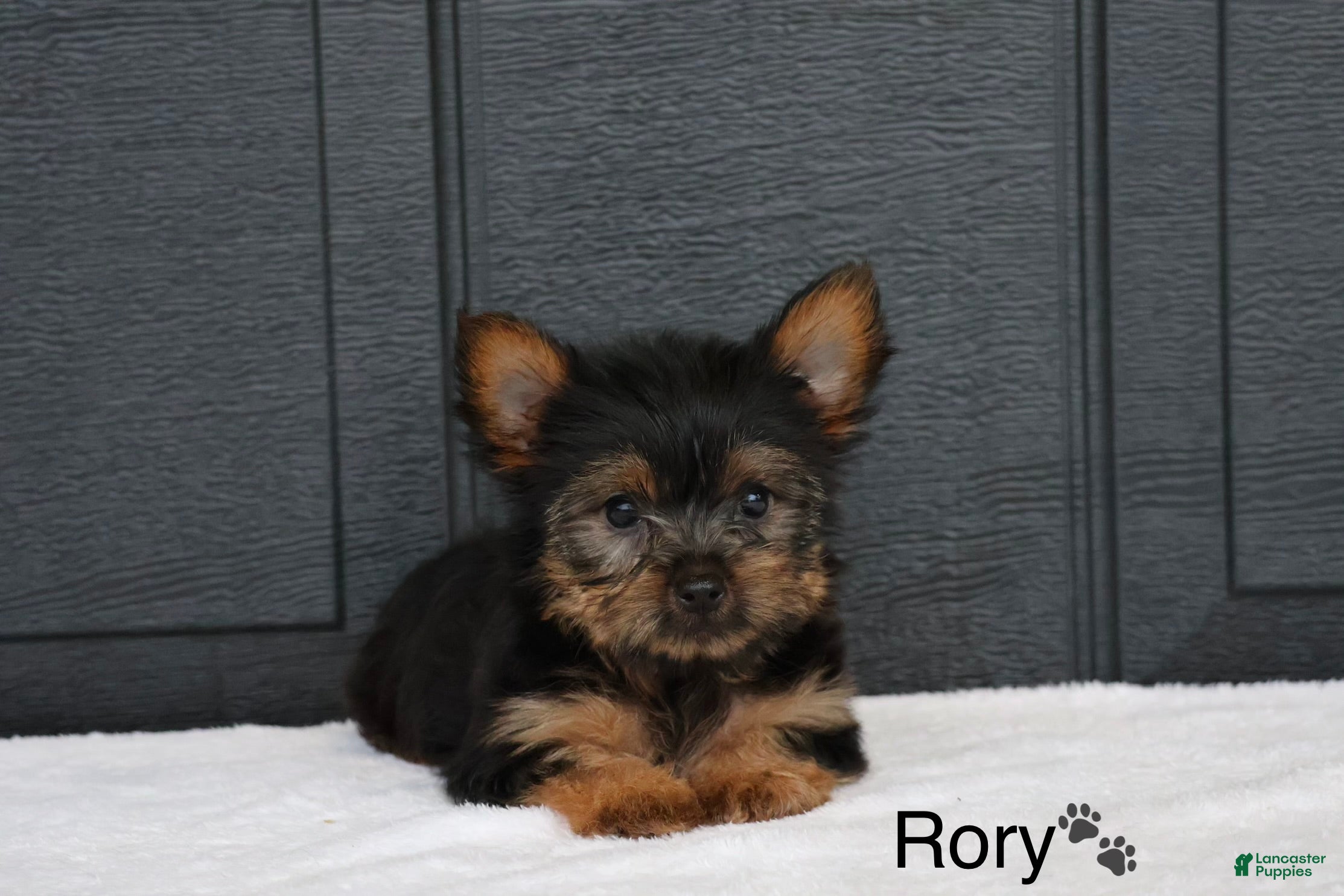 Yorkshire Terrier dogs Rory - Ad 1