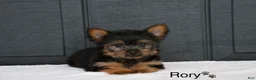 Yorkshire Terrier dogs for sale: Rory - Ad 1