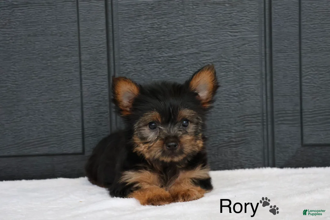 Yorkshire Terrier dogs for sale: Rory - Ad 1