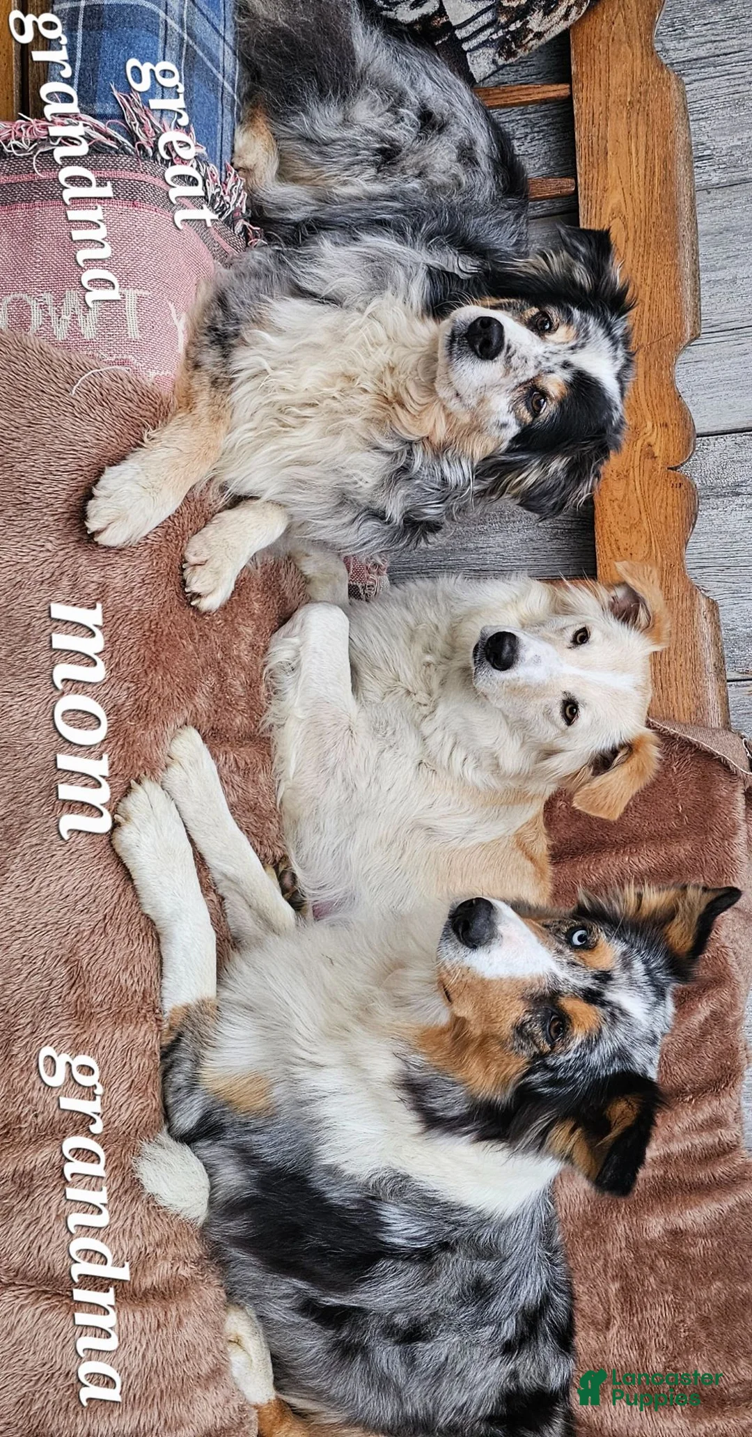 Aussiedoodle dogs for sale: RTEATA - Ad 4