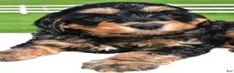 Mixed Breed dogs for sale: River - Ad 6