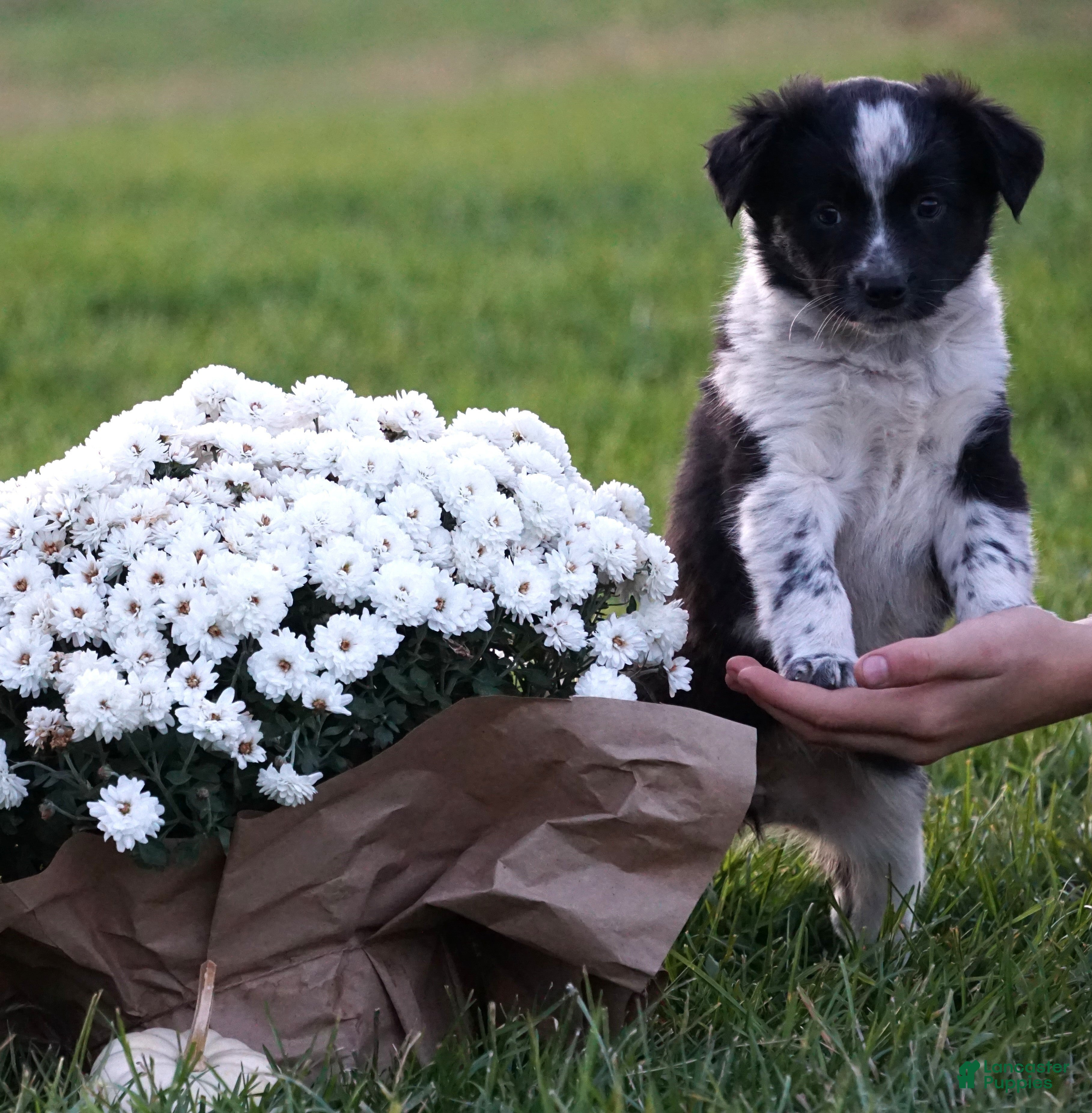 Mixed Breed dogs Alise - Ad 15