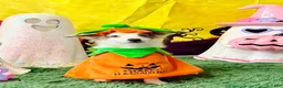 Mixed Breed dogs for sale: PopTart - Ad 1