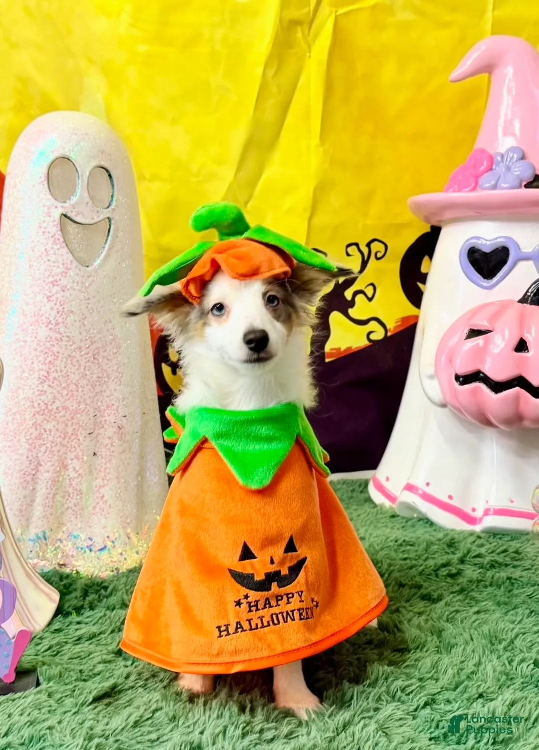 Mixed Breed dogs for sale: PopTart - Ad 1