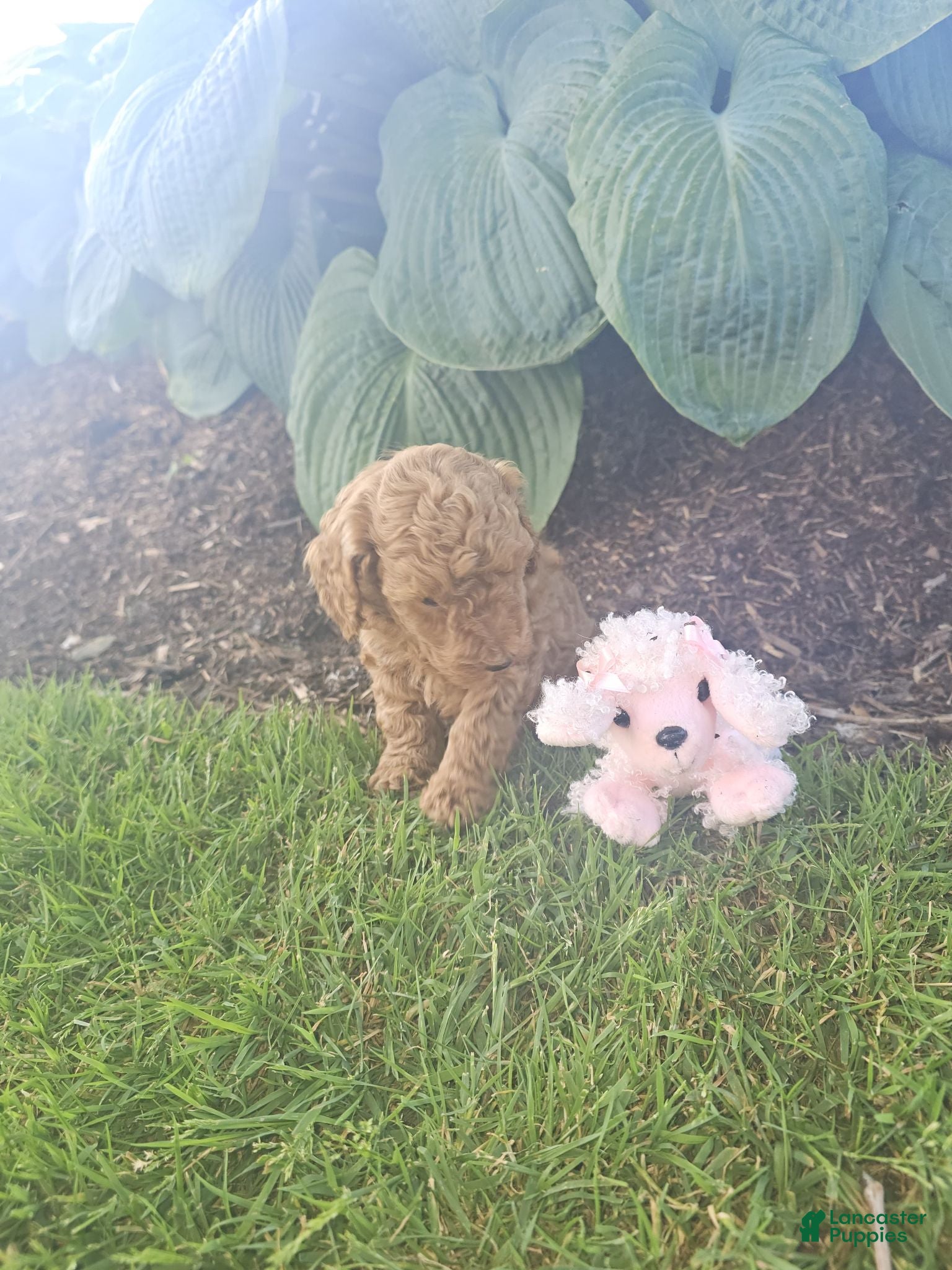 Toy Poodle dogs 🐶🐾Sophie- AKC POTTY and Crate TRAINING - Ad 1