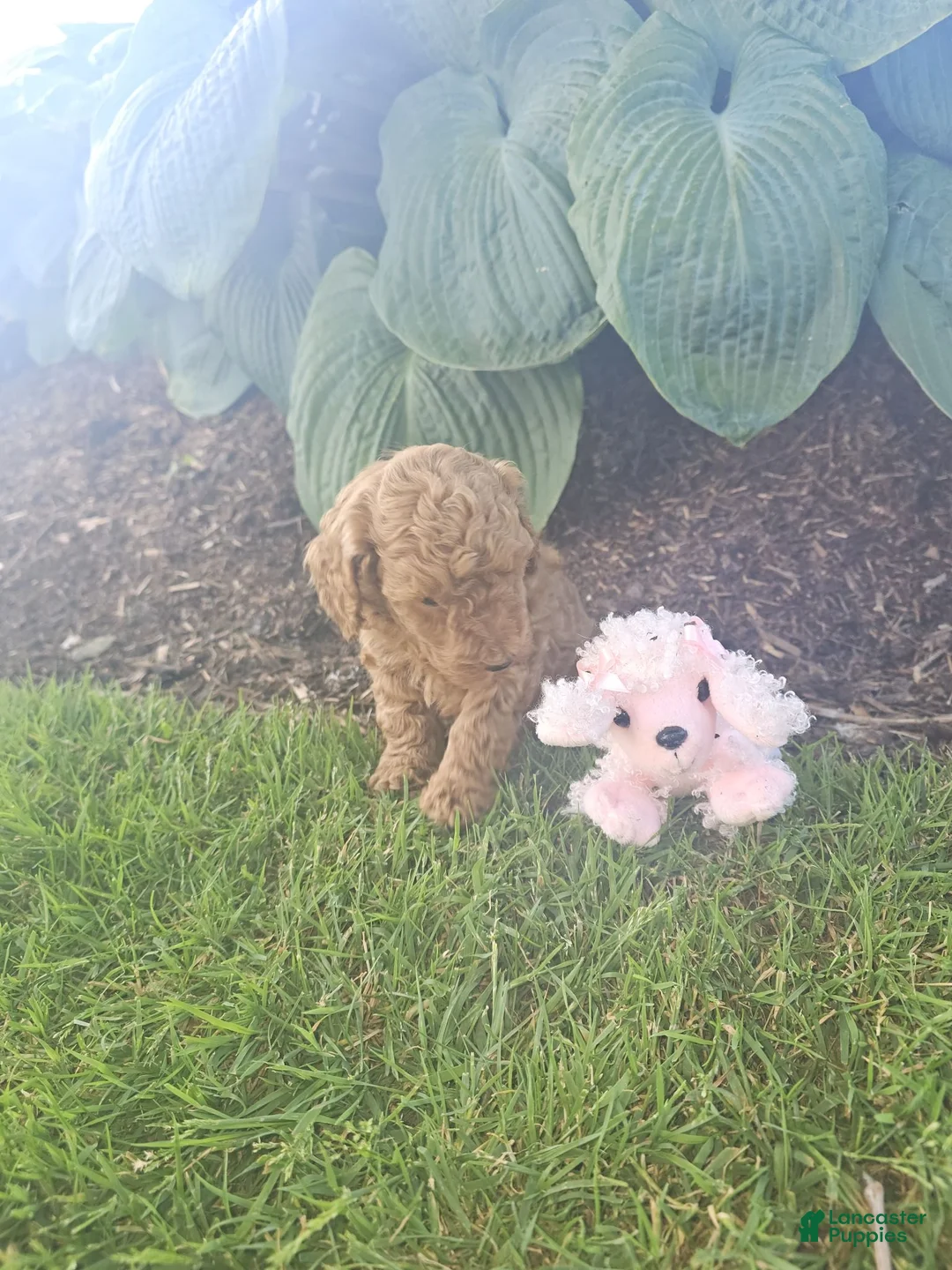 Toy Poodle dogs for sale: 🐶🐾Sophie- AKC POTTY and Crate TRAINING - Ad 1