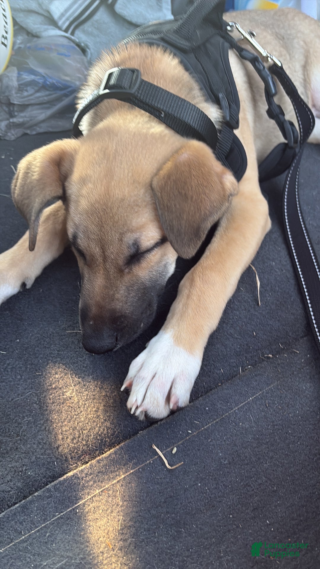 Mixed Breed dogs for sale: Pickle  - Ad 4