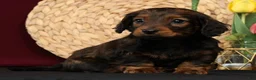 Miniature Dachshund dogs for sale: Niles - Ad 6