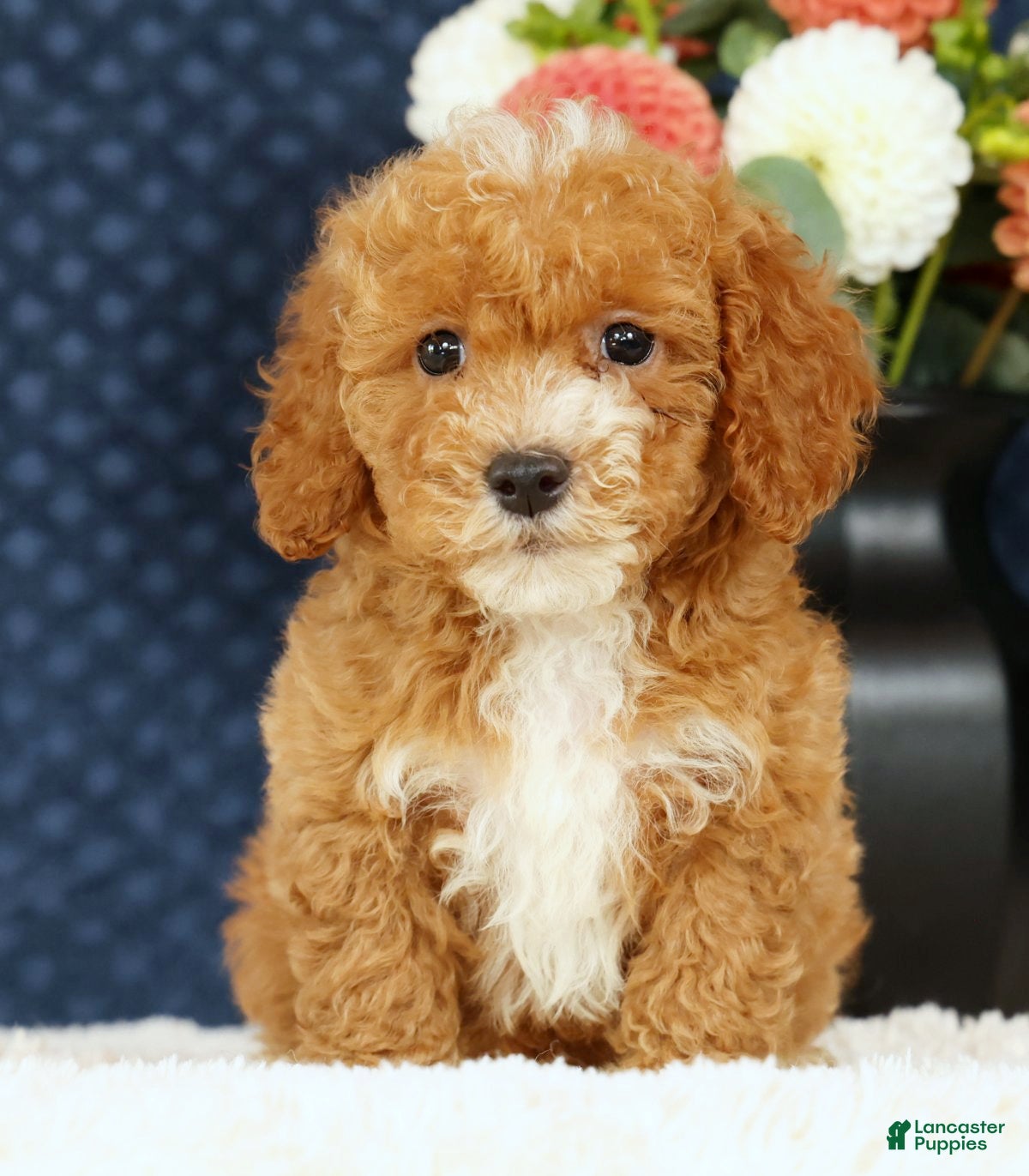 Bichpoo dogs Ethan - Ad 2