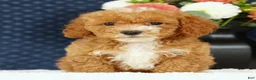 Bichpoo dogs for sale: Ethan - Ad 2