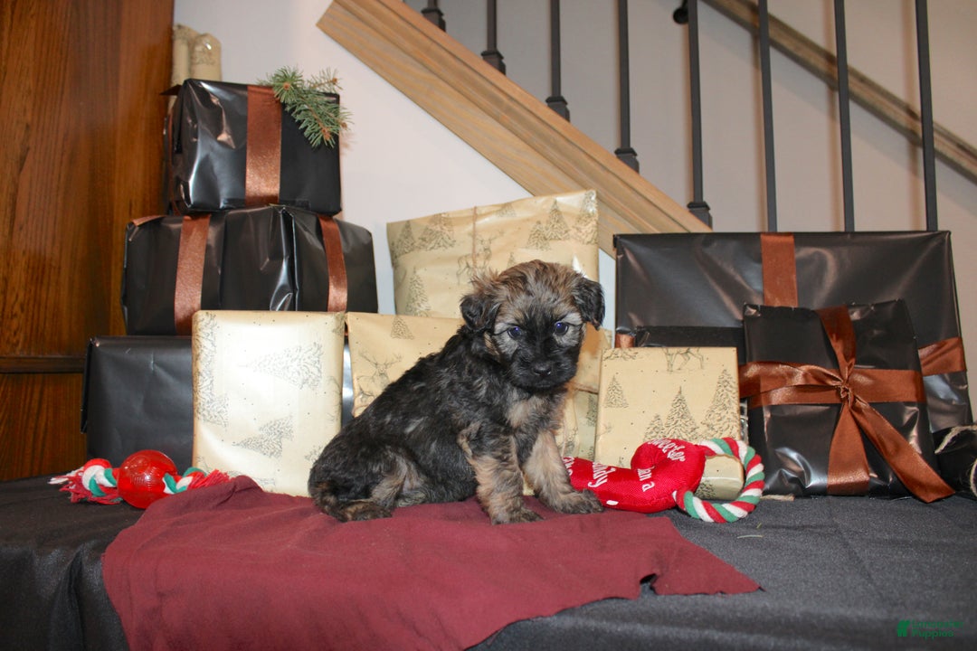 Whoodle dogs for sale: Lila - Ad 4