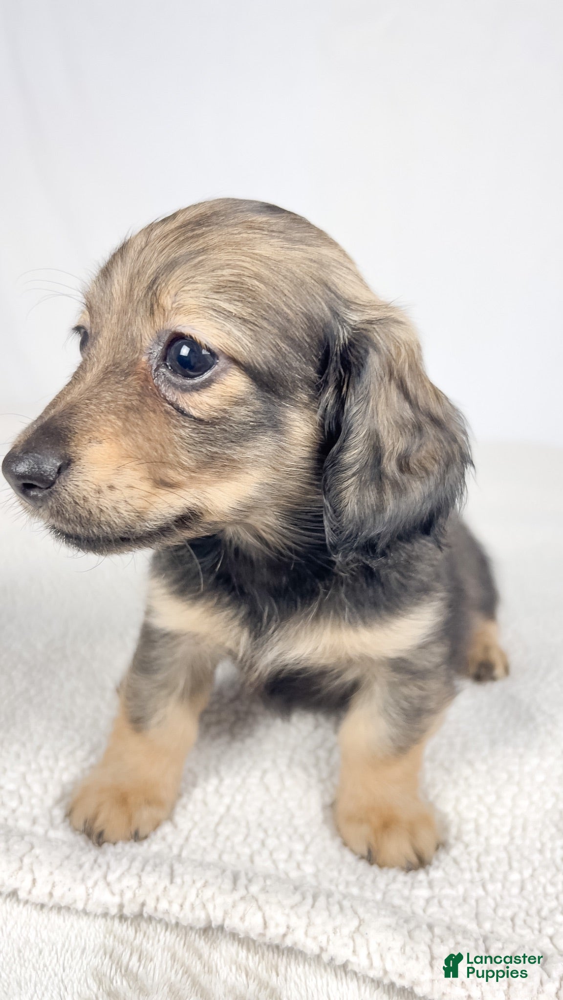 Miniature Dachshund dogs Sundae - Ad 9