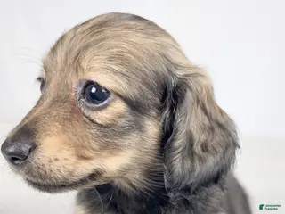 Miniature Dachshund dogs Sundae - Ad 9
