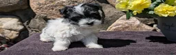 Havanese dogs for sale: Teddy - Ad 7