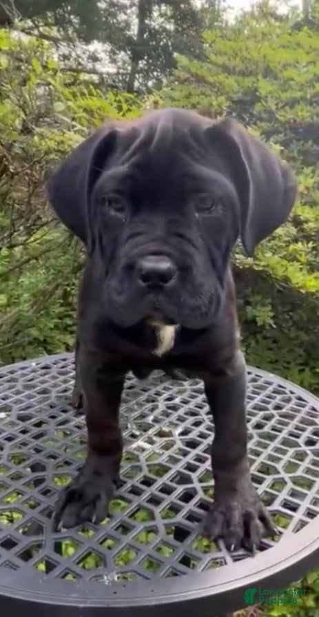 Cane Corso dogs SPARTAN - Ad 1
