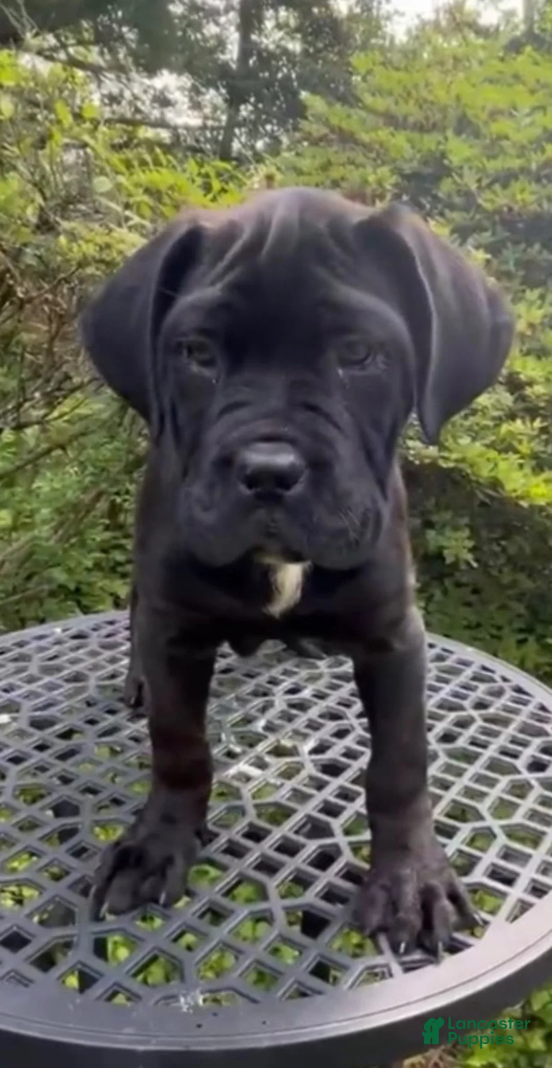 Cane Corso dogs for sale: SPARTAN - Ad 1