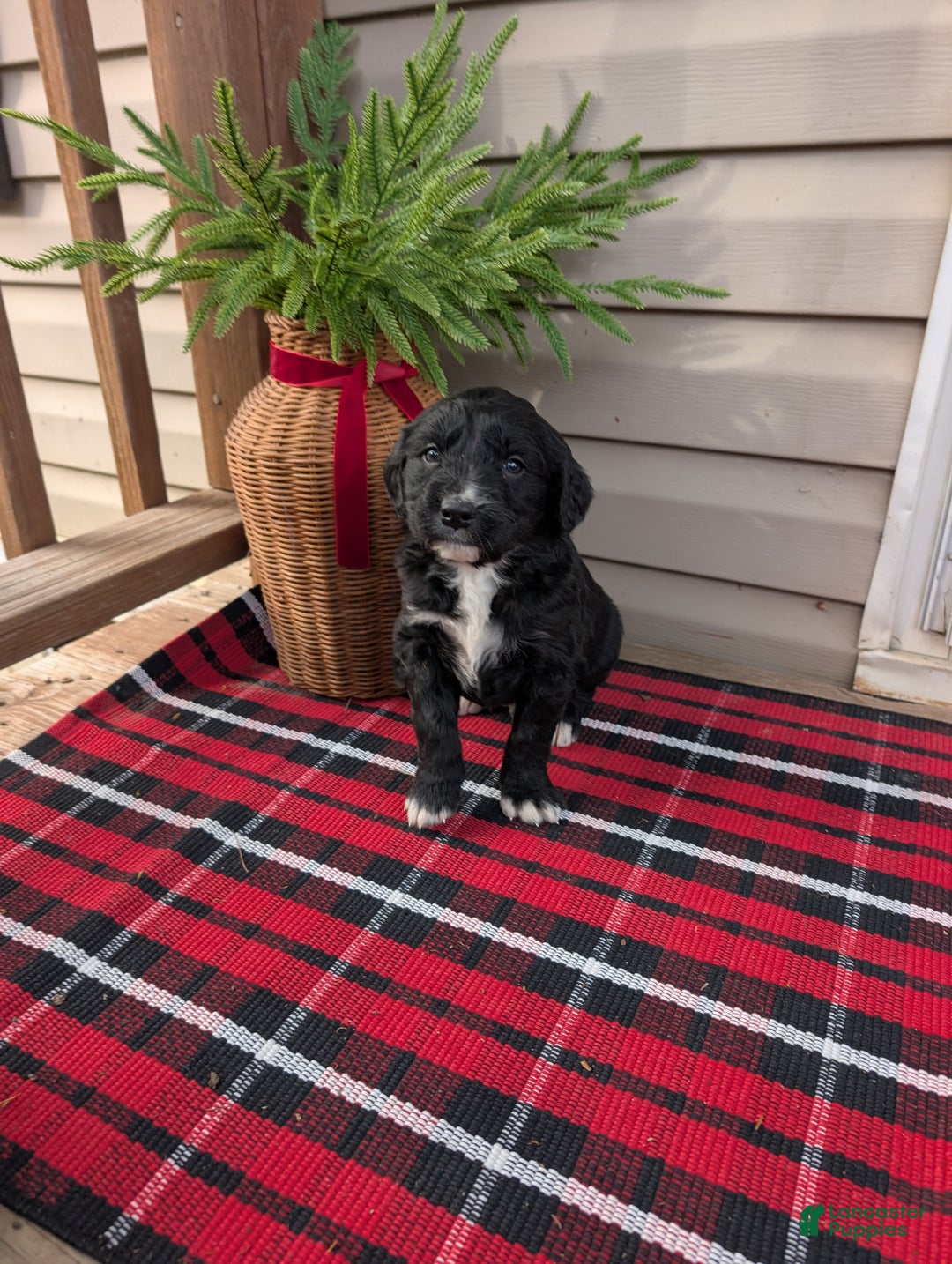 Mixed Breed dogs for sale: Micky  - Ad 5