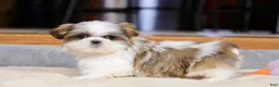 Shih Tzu dogs for sale: Wylee - Ad 11