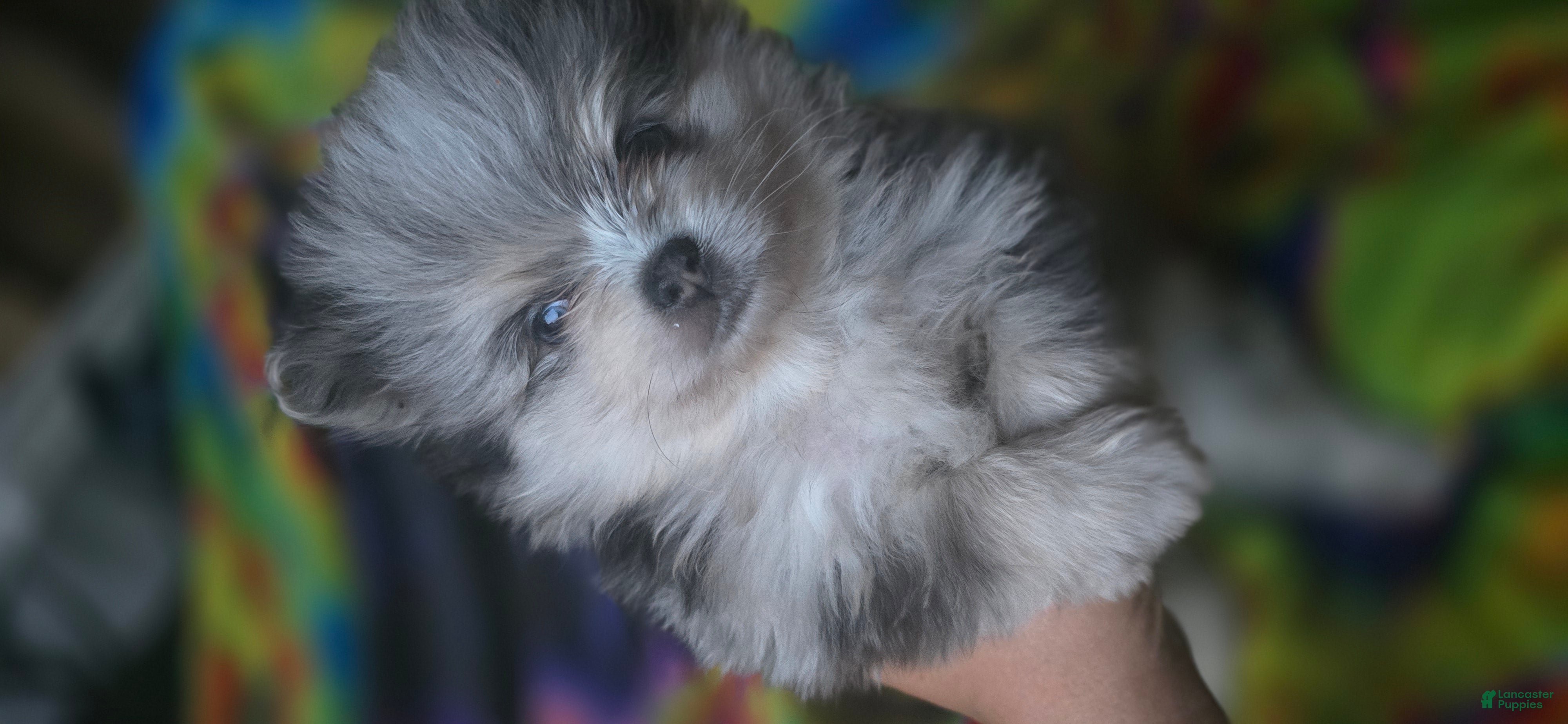 Pomeranian dogs Gabriel - Ad 2