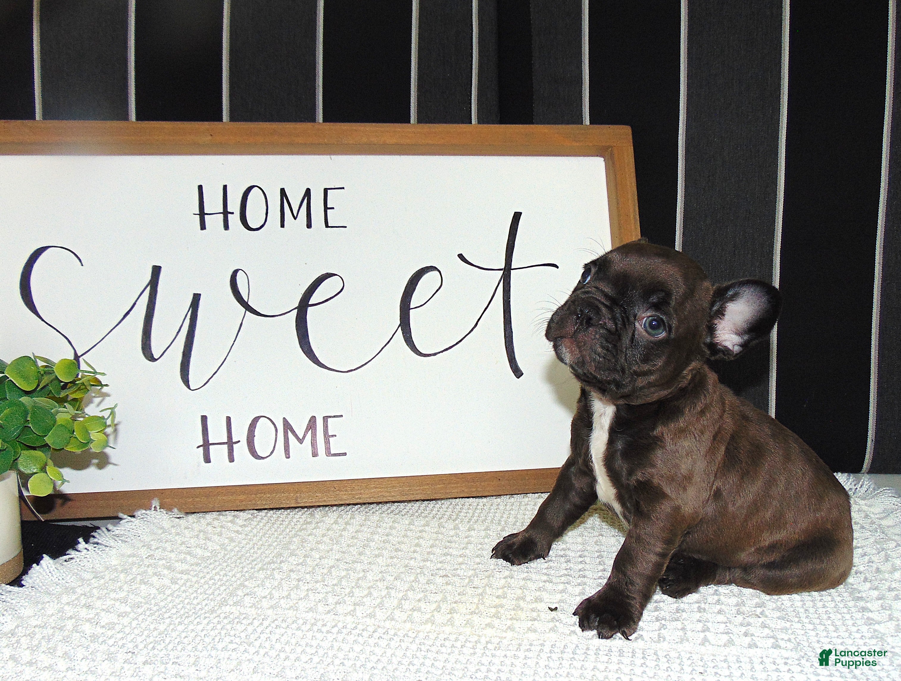 French Bulldog dogs Tommy - Ad 1