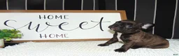 French Bulldog dogs for sale: Tommy - Ad 1