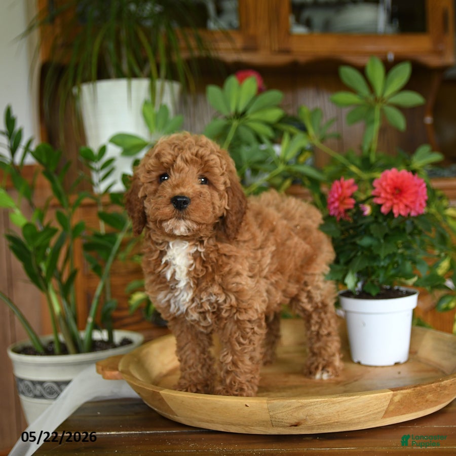 Mini Goldendoodle dogs Lachlan - Ad 2