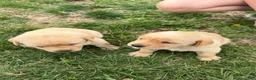 Labrador Retriever dogs for sale: Labrador Retriever Puppy 2 - Ad 6