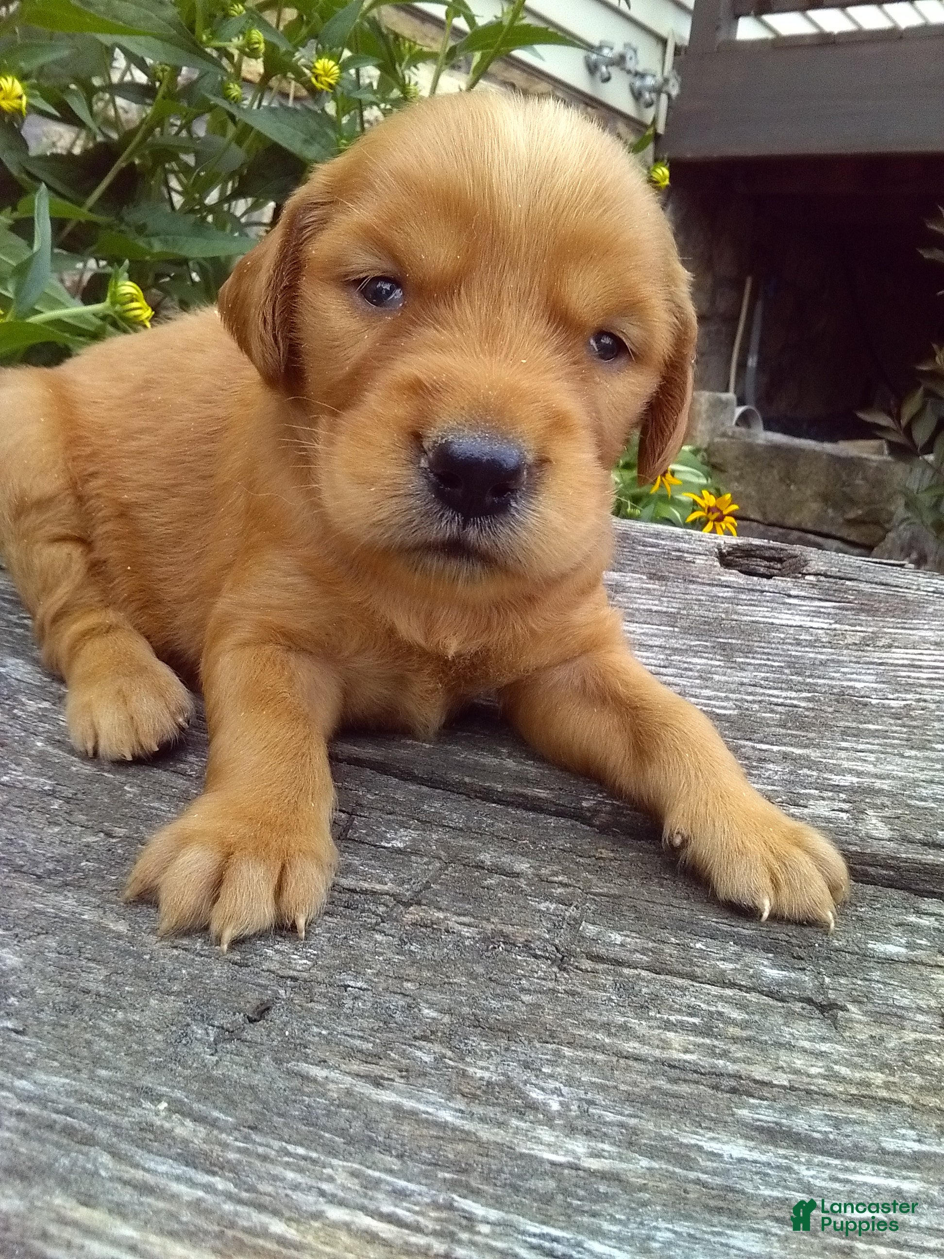 Mixed Breed dogs Victor - Ad 2
