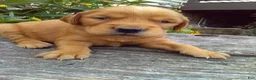 Mixed Breed dogs for sale: Victor - Ad 2
