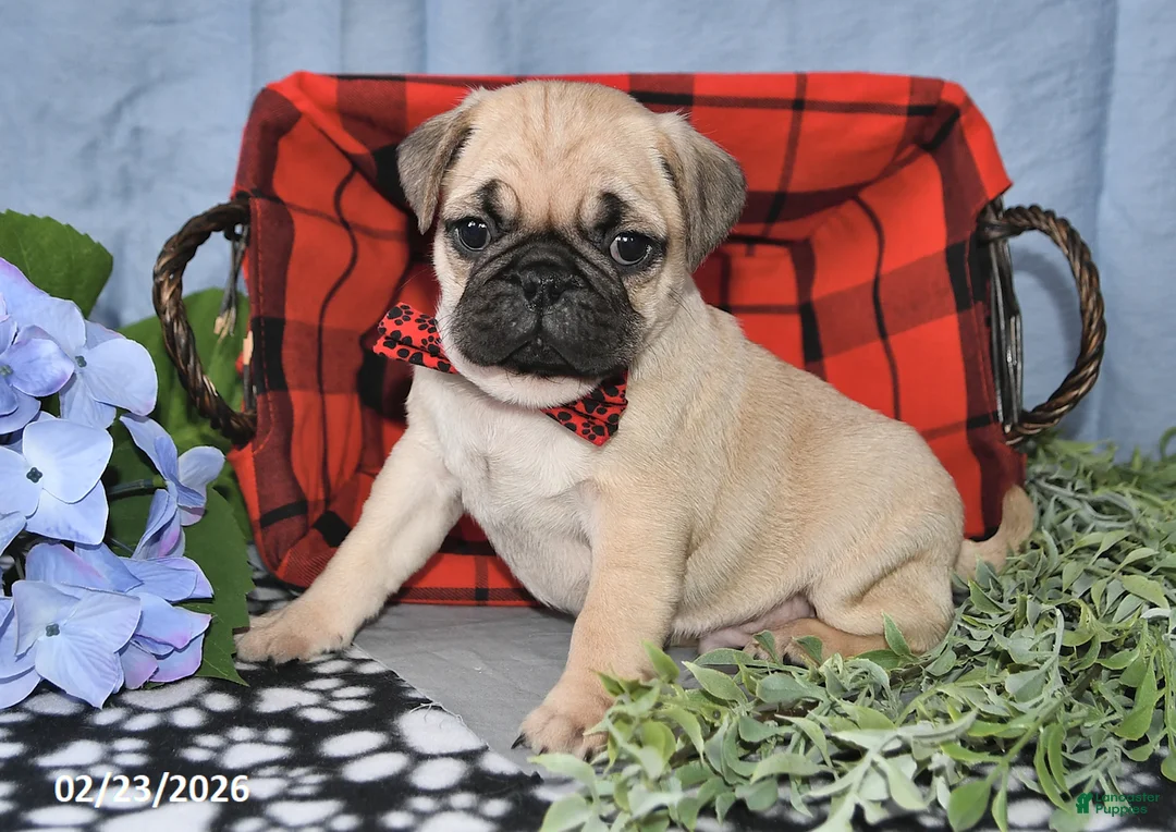 Pug dogs for sale: Cedric - Ad 4