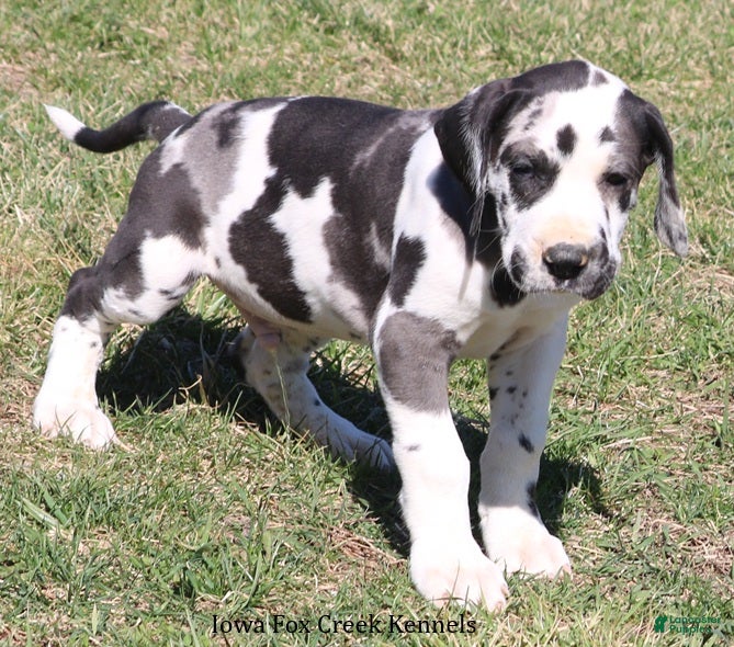 Great Dane dogs Harley - Ad 2