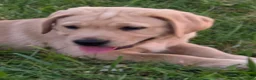 Labrador Retriever dogs for sale: Labrador Retriever 2Meet Your New Best Friend! Beautiful Yellow Male Labrador Retriever Puppies Available 💛 - Ad 10