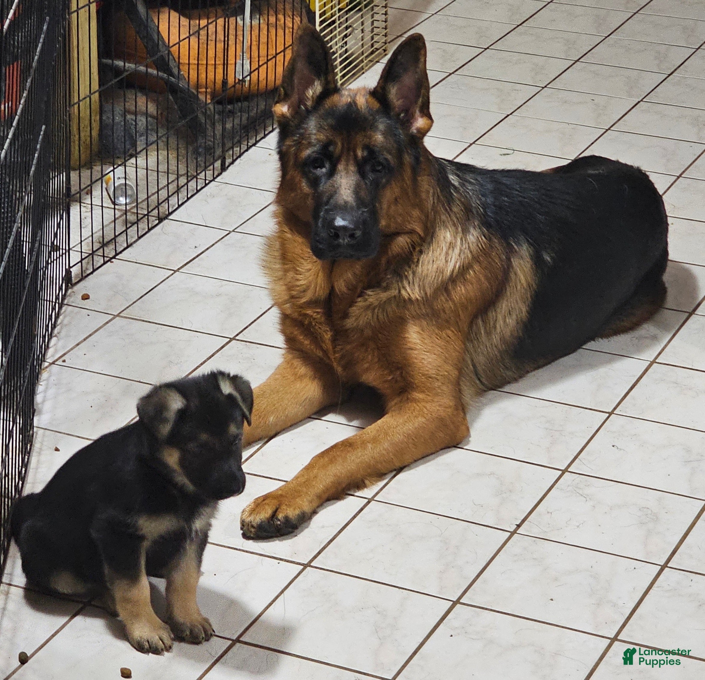 German Shepherd dogs Nova (10) - Ad 36