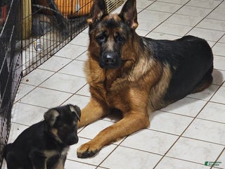 German Shepherd dogs Nova (10) - Ad 36