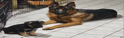German Shepherd dogs for sale: Nova (10) - Ad 1