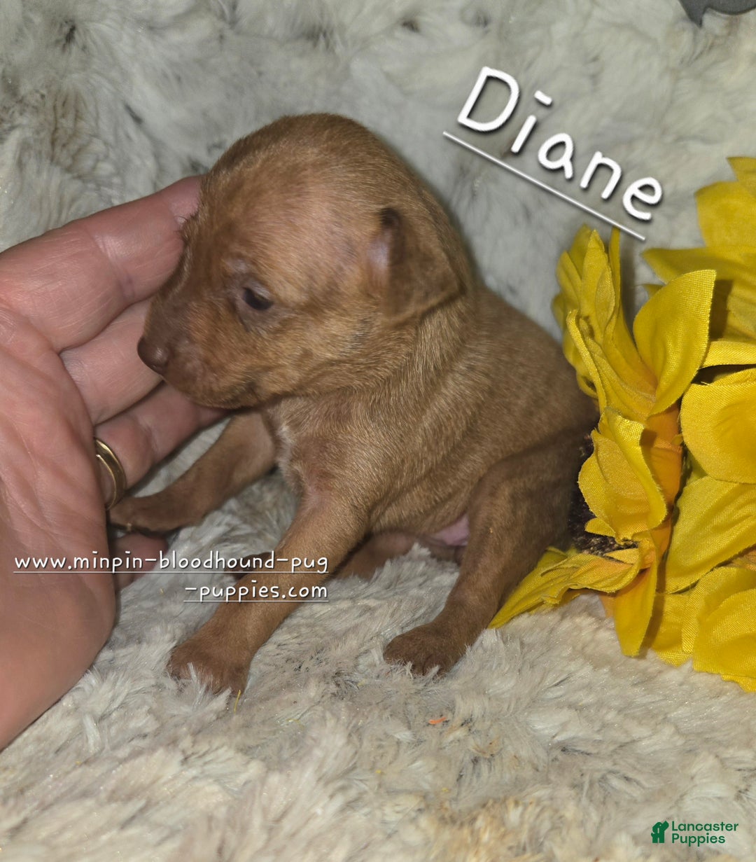 Miniature Pinscher dogs for sale: Diane stag chocolate brindle  - Ad 3