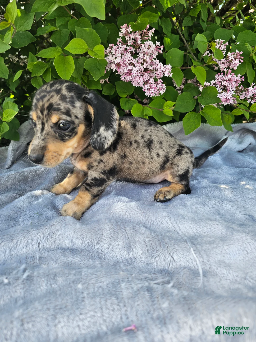 Dachshund dogs for sale: Prince - Ad 2