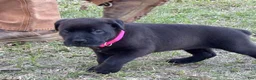 Mixed Breed dogs for sale: Pink - Ad 5