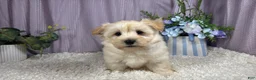 Havanese dogs for sale: Havanese 1 - Ad 2