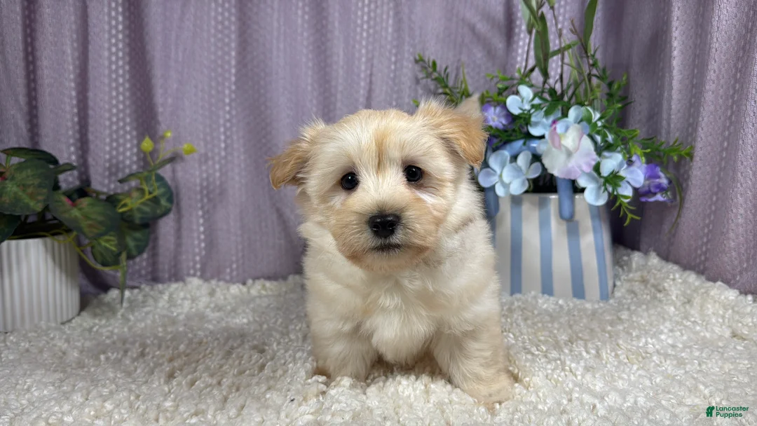 Havanese dogs for sale: Havanese 1 - Ad 2