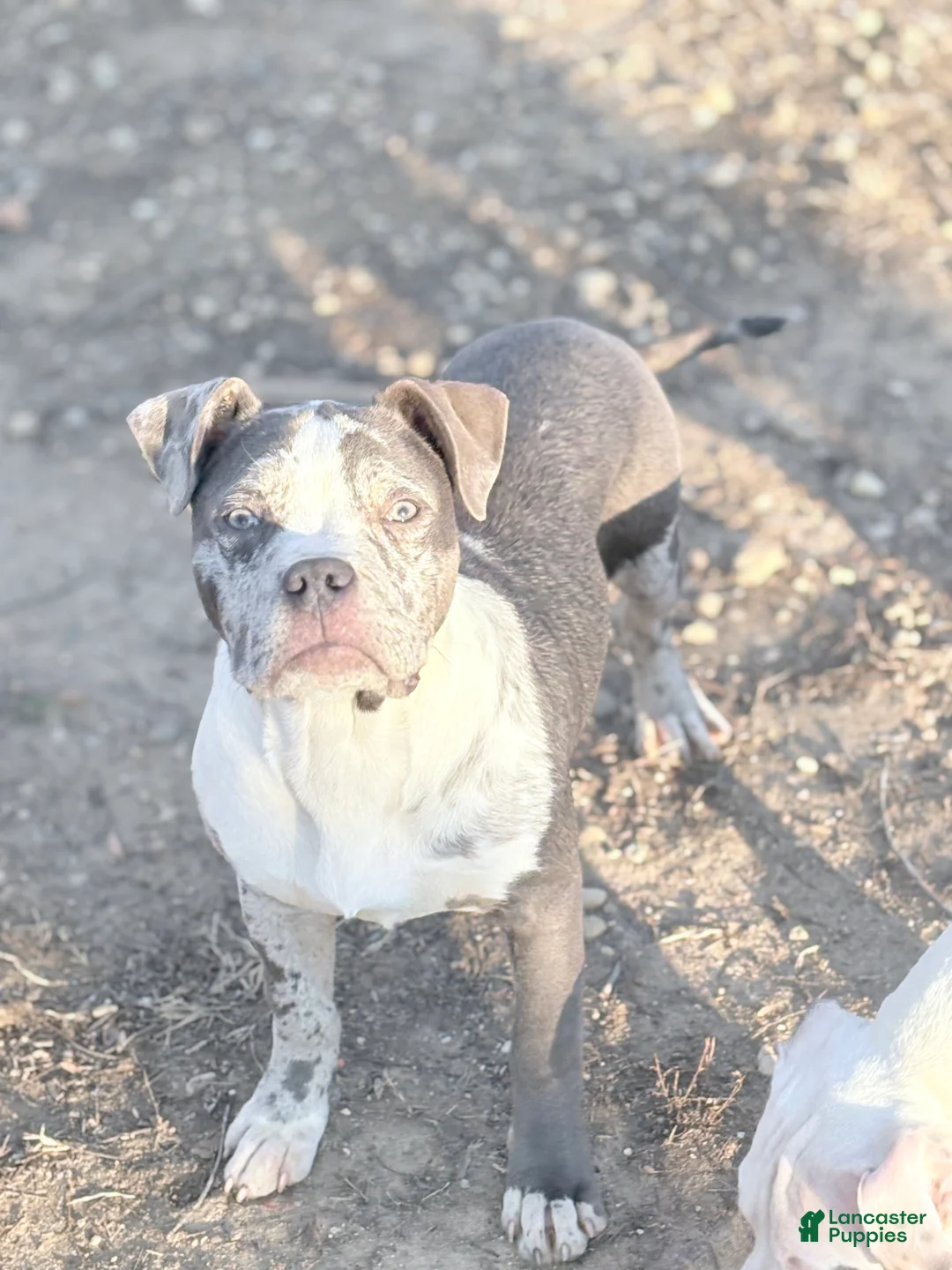 American Bully dogs for sale: Hope - Ad 1