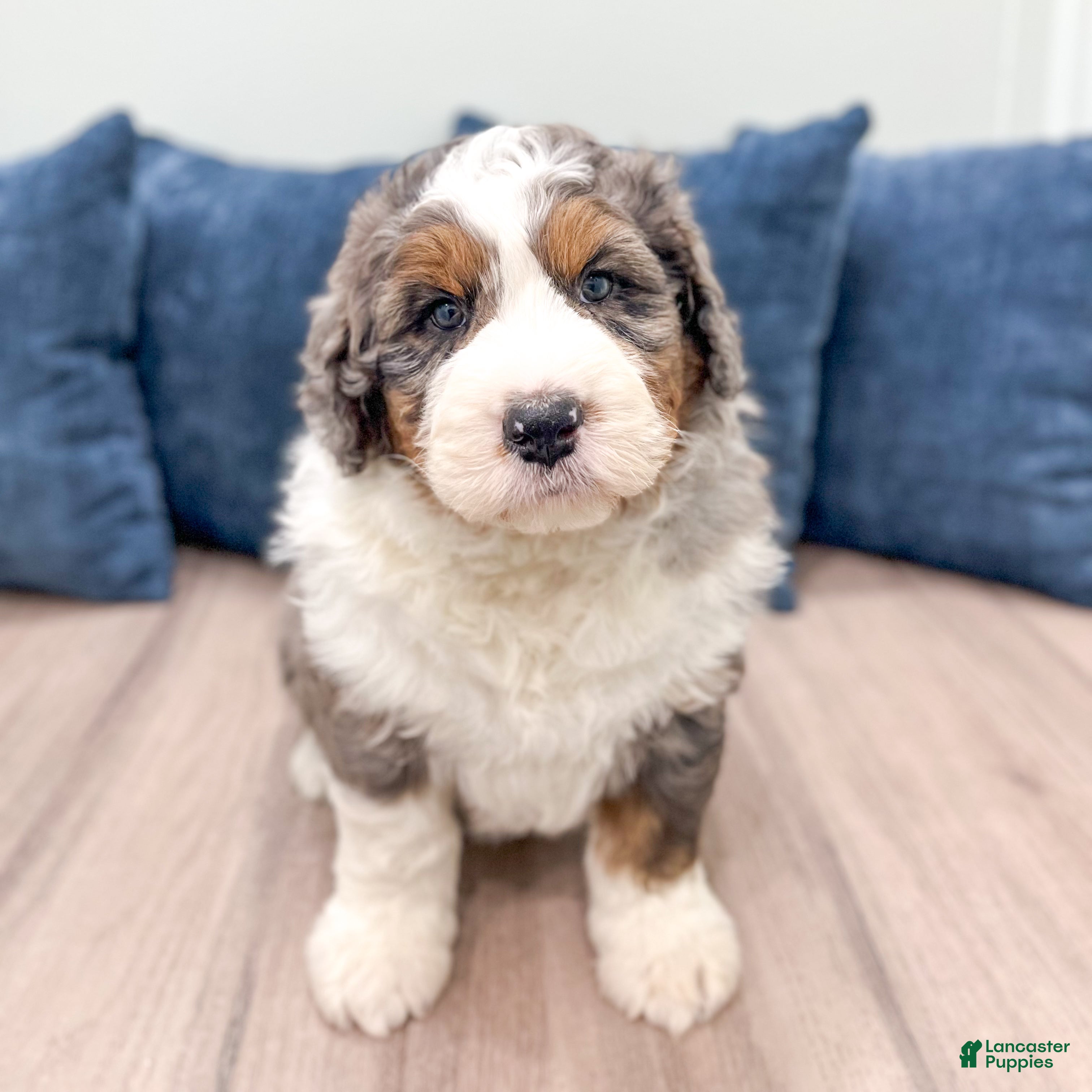Bernedoodle dogs Captain - Ad 2