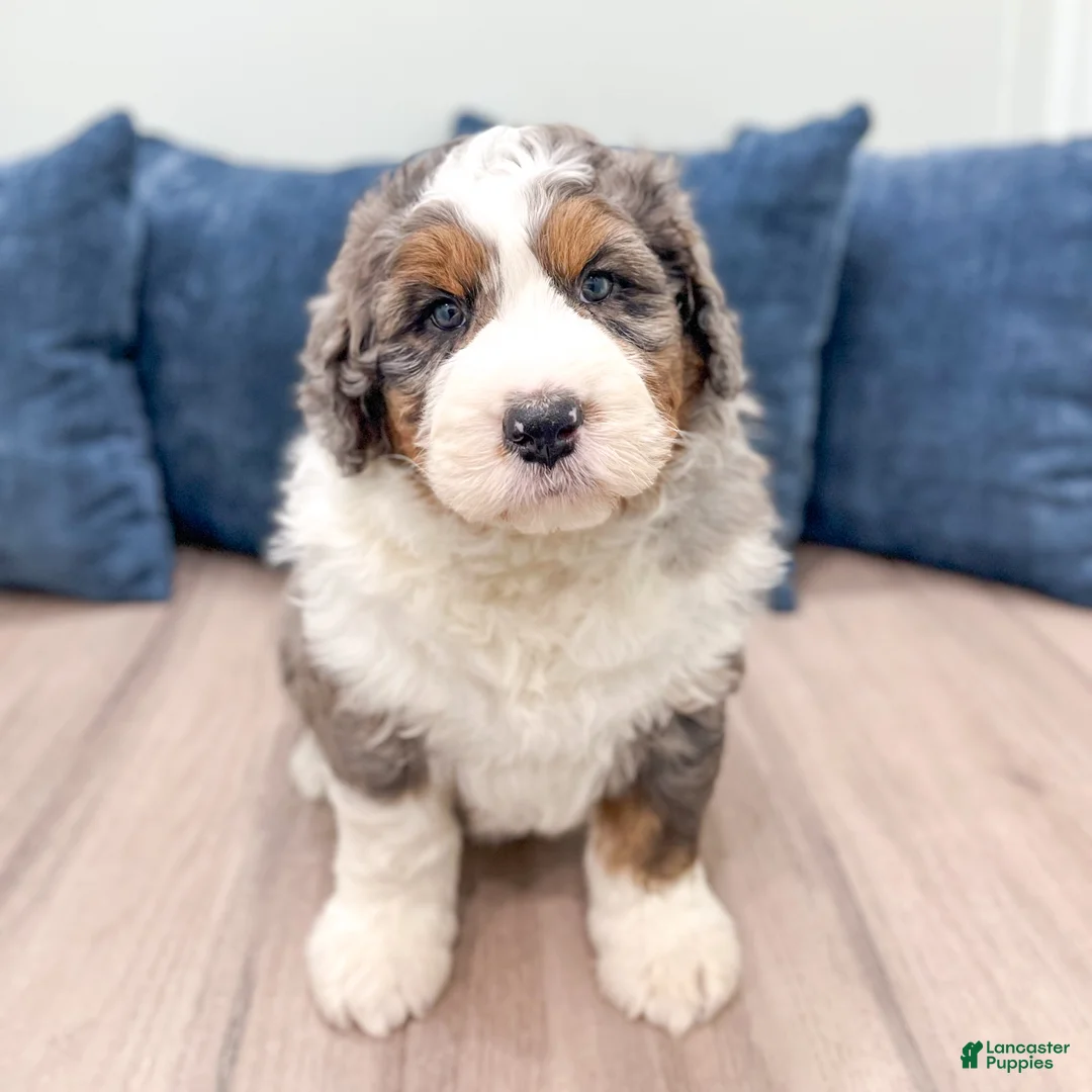 Bernedoodle dogs for sale: Captain - Ad 2