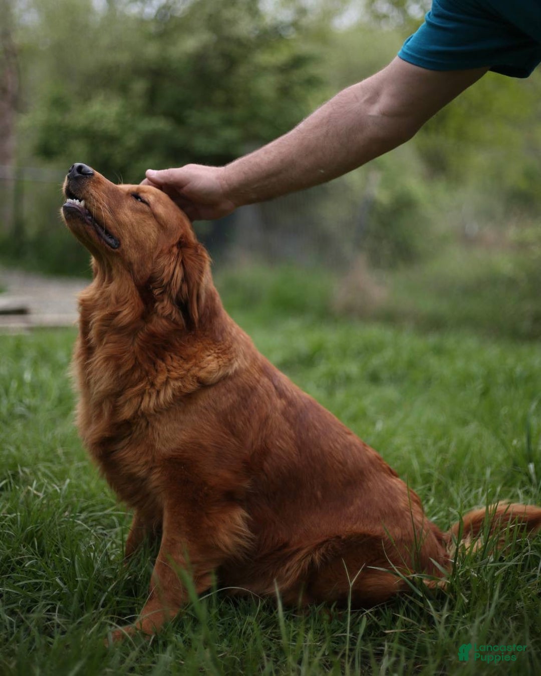 Golden Retriever dogs for sale: Star - Ad 8