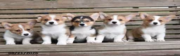 Welsh Corgi Pembroke dogs for sale: Anna - Ad 5